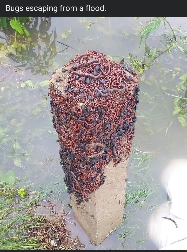 Bugs escaping from a flood xr