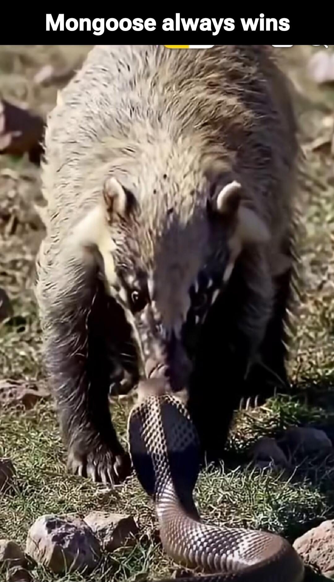 Mongoose always wins