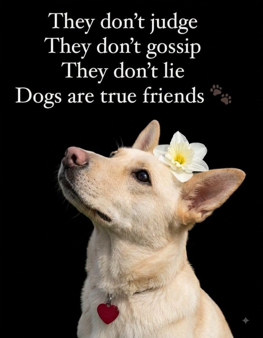 They don't judge They don't gossip They don't lie Dogs are true friends