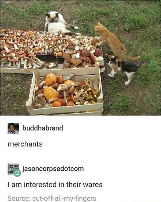 R buddhabrand merchants asoncorpsedocom am interested in their wares