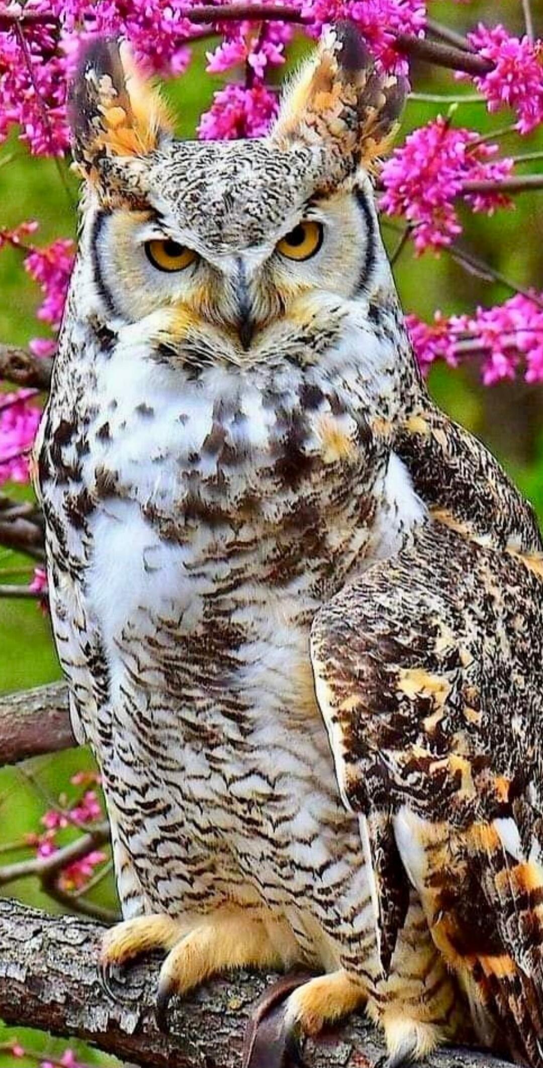 Owl perched on a branch with pink blossoms behind it.