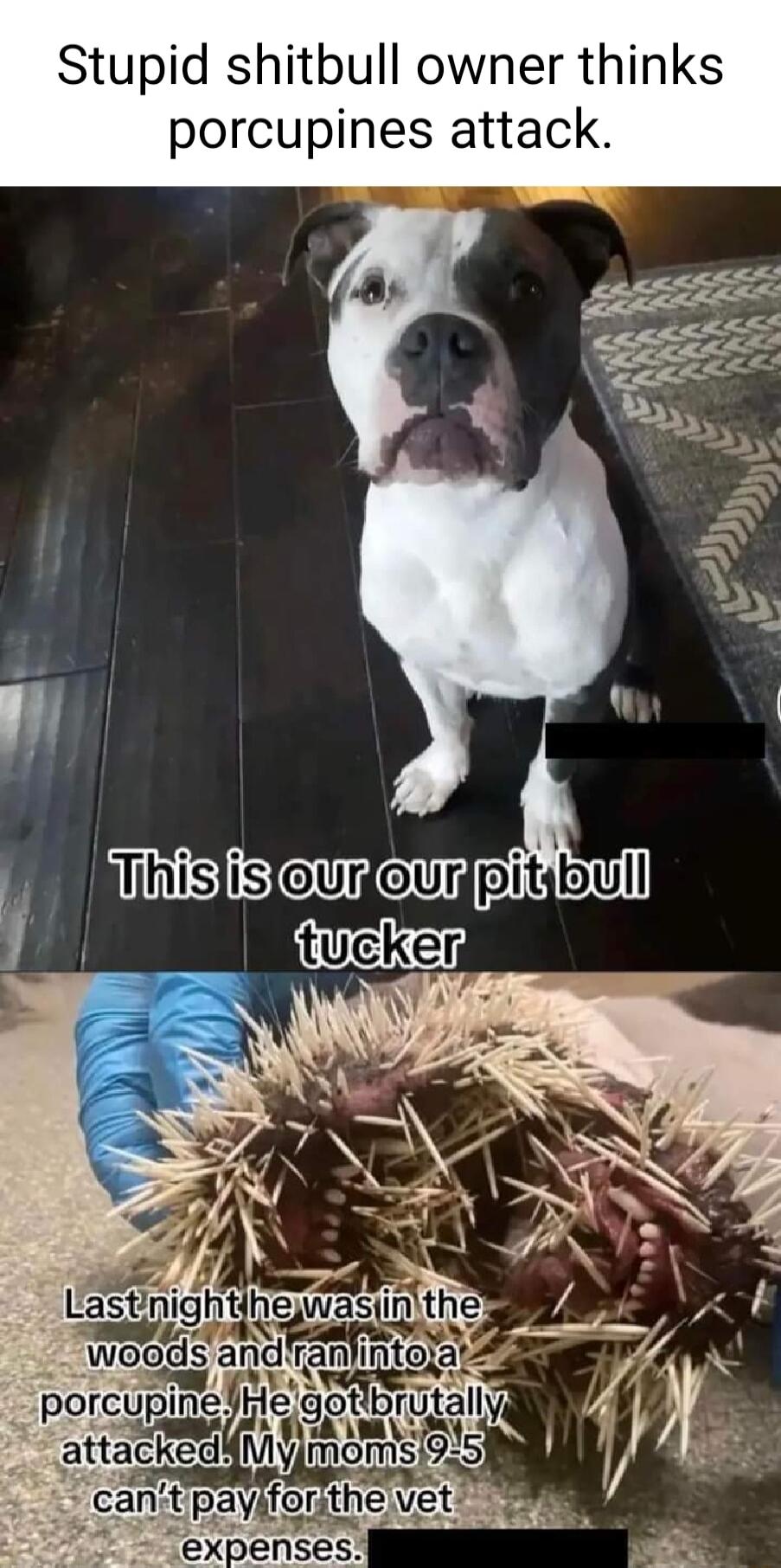 Stupid shitbull owner thinks porcupines attack