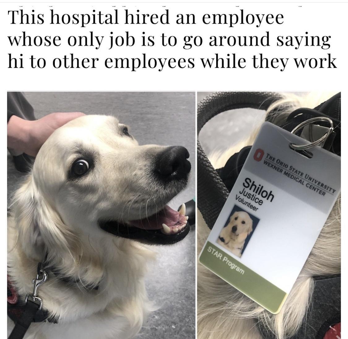 This hospital hired an employee whose only job is to go around s hi to other
