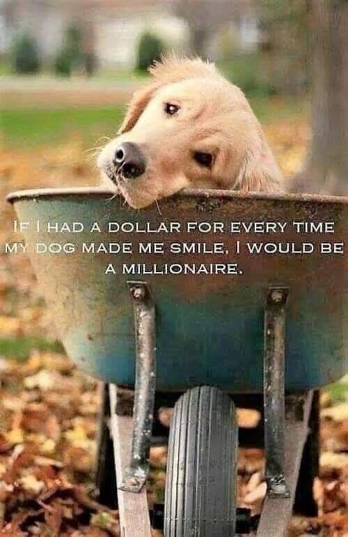 IF I HAD A DOLLAR FOR EVERY TIME MY DOG MADE ME SMILE, I WOULD BE A MILLIONAIRE.