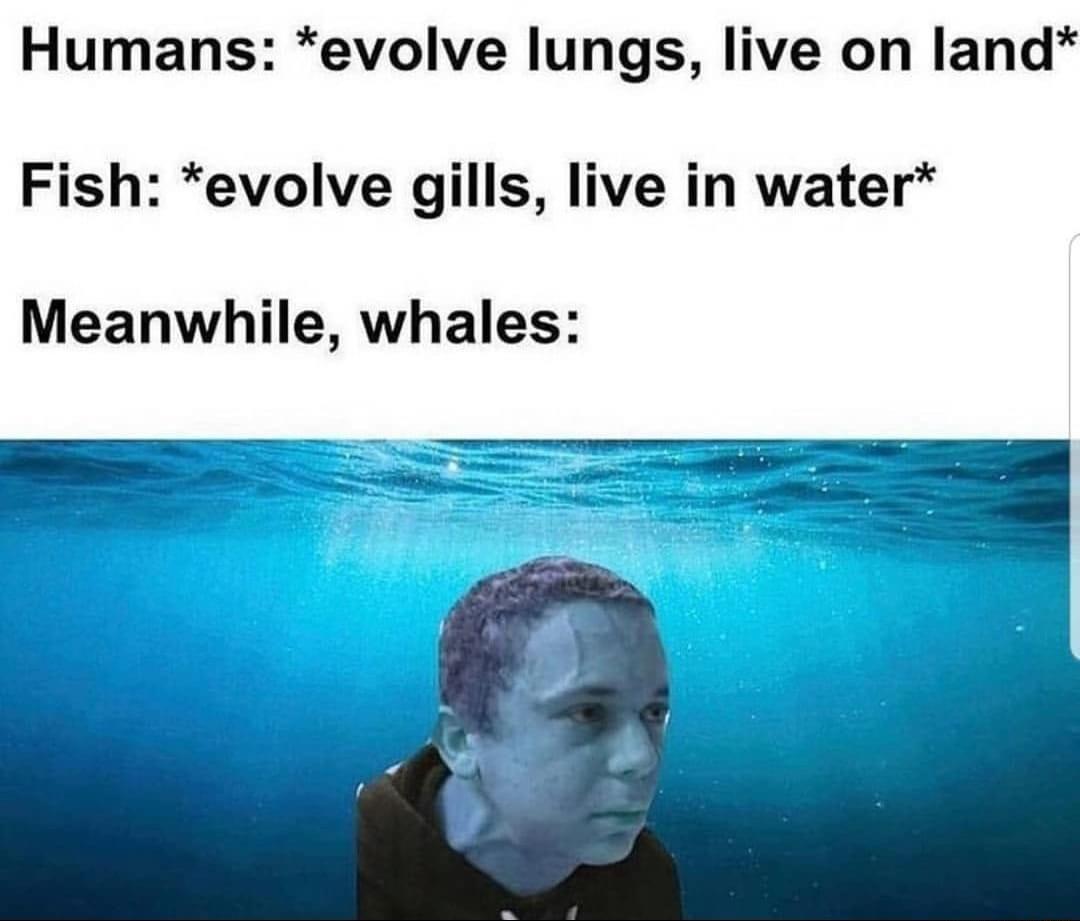 Humans evolve lungs live on land Fish evolve gills live in water Meanwhile whales