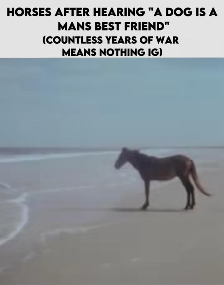 HORSES AFTER HEARING A DOG IS A MANS BEST FRIEND COUNTLESS YEARS OF WAR MEANS NOTHING IG