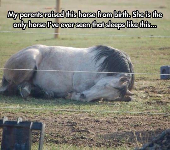 My perab et b bers fem Eid Snbin lonlylhorsellive everiseenithatisleepslikethiss