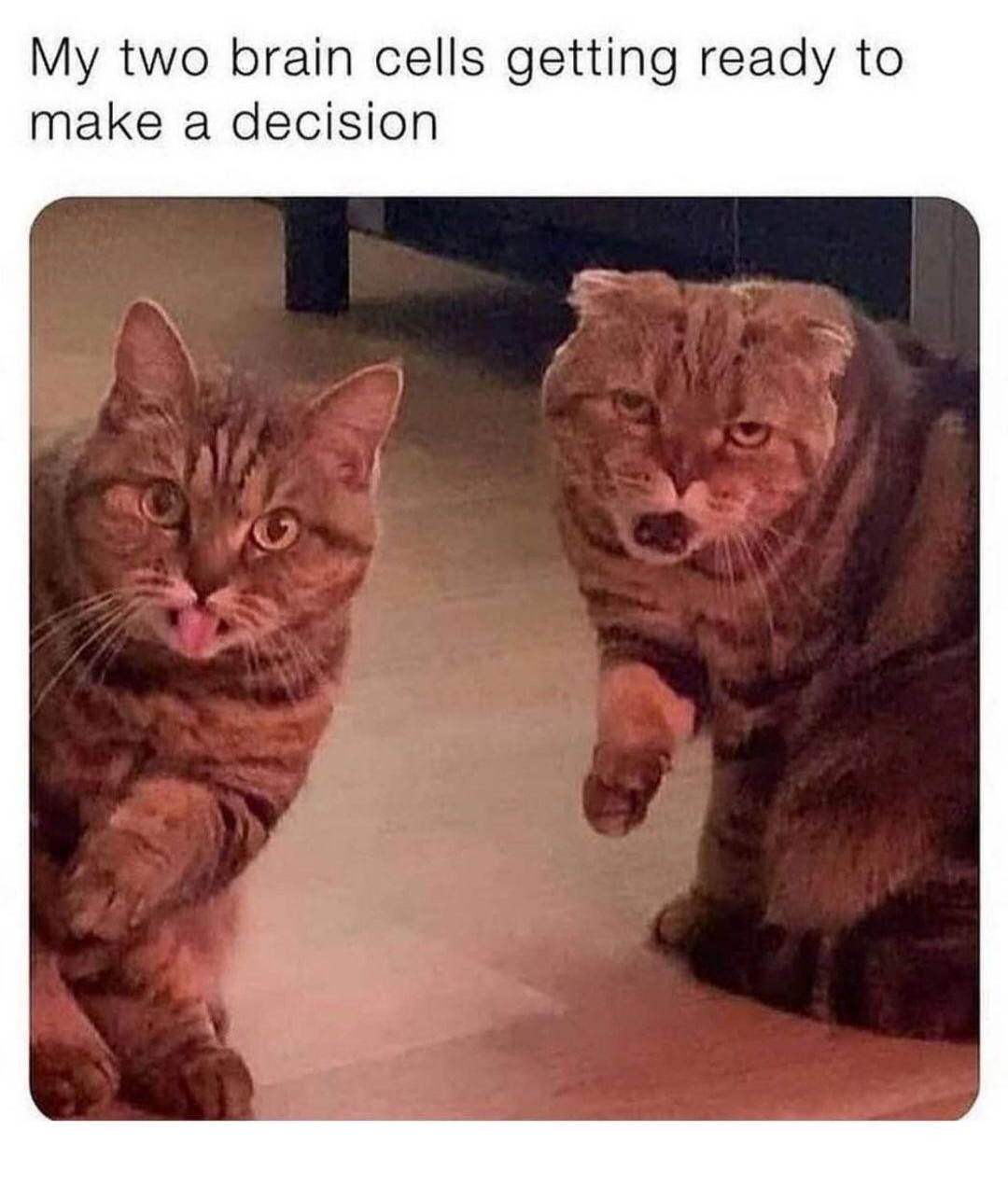 My two brain cells getting ready to make a decision