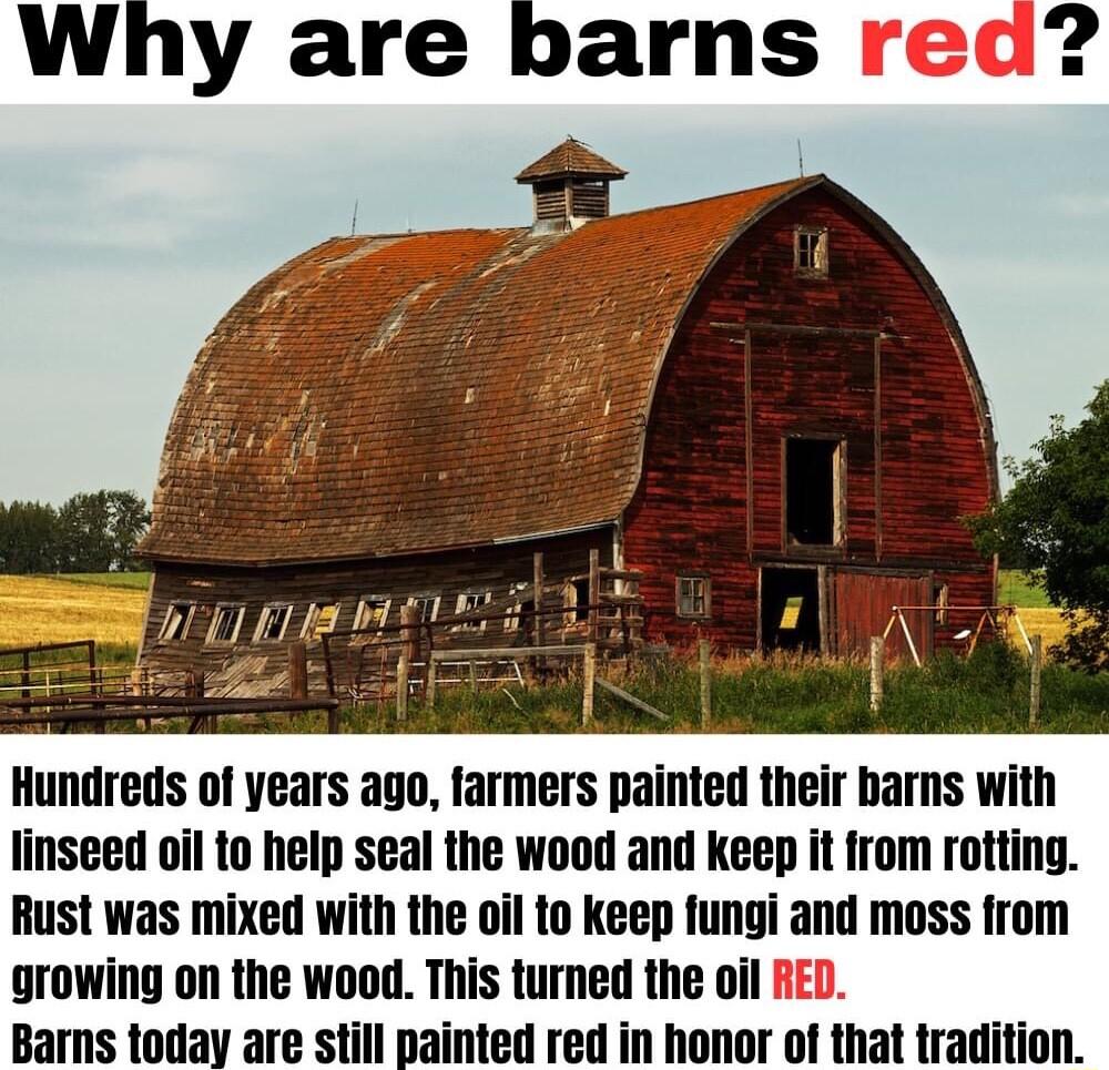 Hundreds of years ago farmers painted their barns with linseed oil to help seal the wood and keep it trom rotting Rust was mixed with the oil to keep fungi and moss from growing on the wood This turned the oil RED Barns today are still painted red in honor of that tradition
