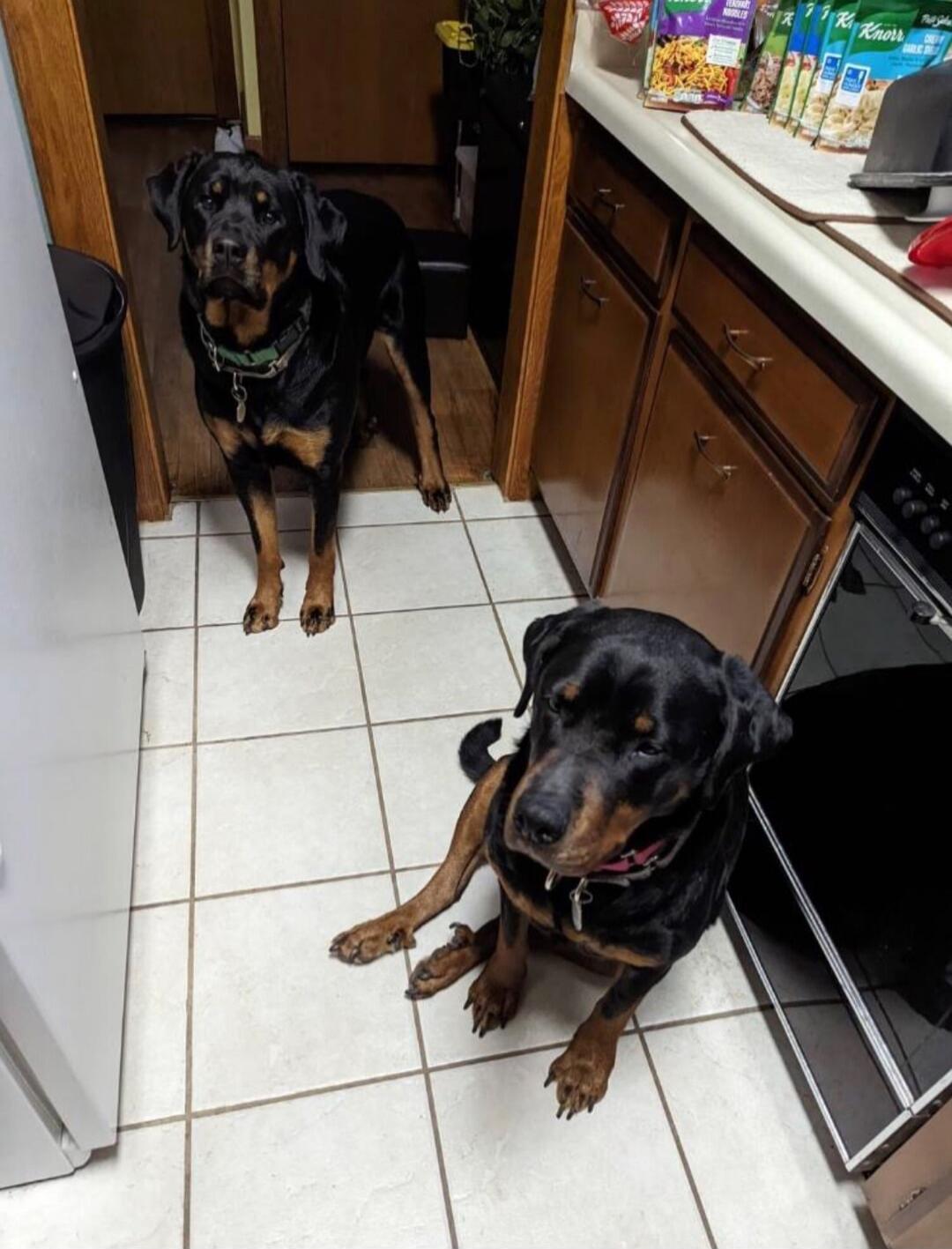 Two Rottweiler dogs in a kitchen, one standing in a doorway and one sitting on the floor, both looking at the camera.