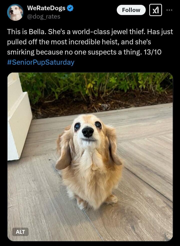 WeRateDogs Follow This is Bella Shes a world class jewel thief Has just pulled off the most incredible heist and shes BTG LR CEI ERTEER SER Gl kA o