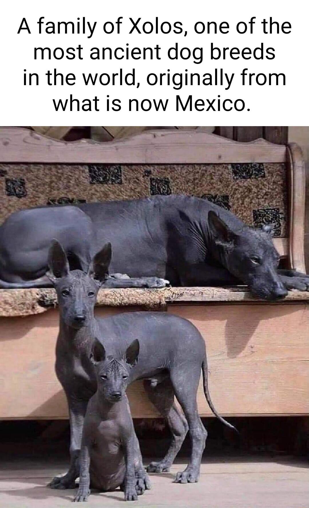 A family of Xolos one of the most ancient dog breeds in the world originally from what is now Mexico