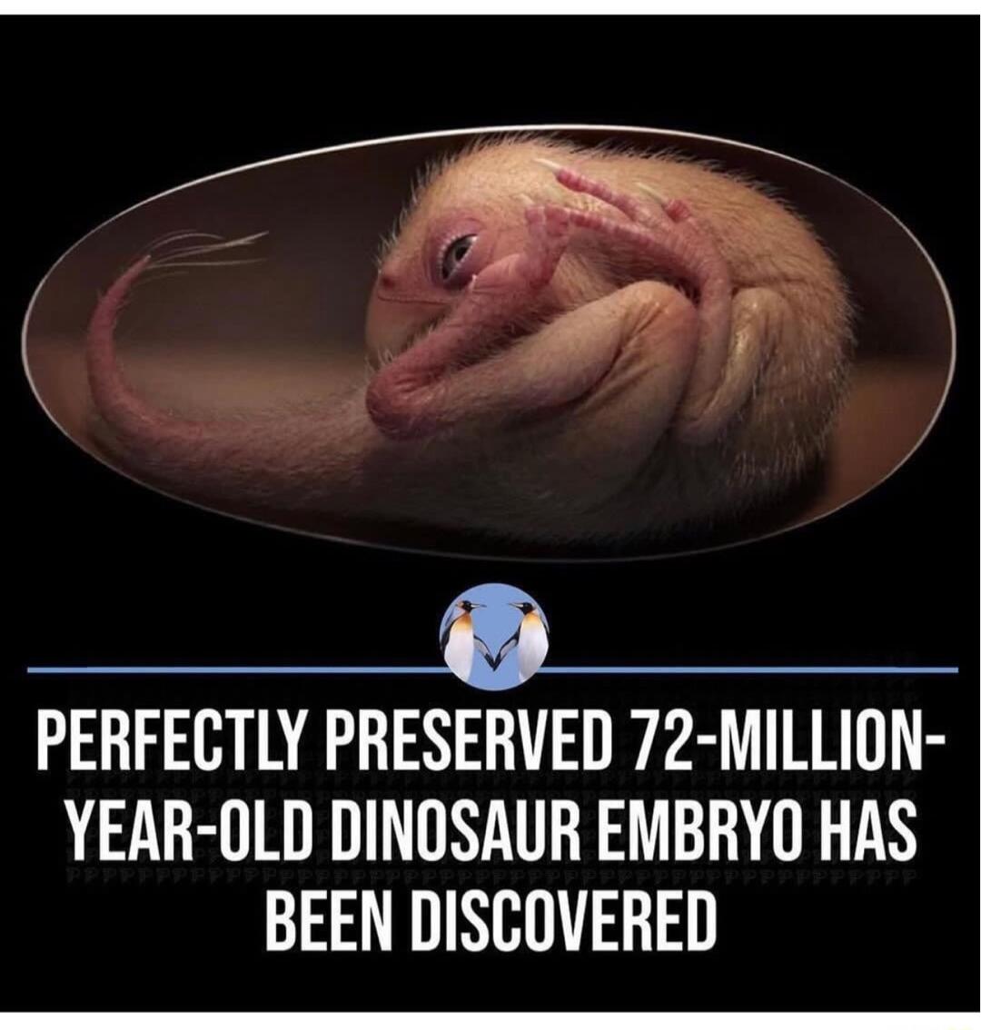 PERFECTLY PRESERVED 72 MILLION YEAR OLD DINOSAUR EMBRYO HAS BEEN DISCOVERED