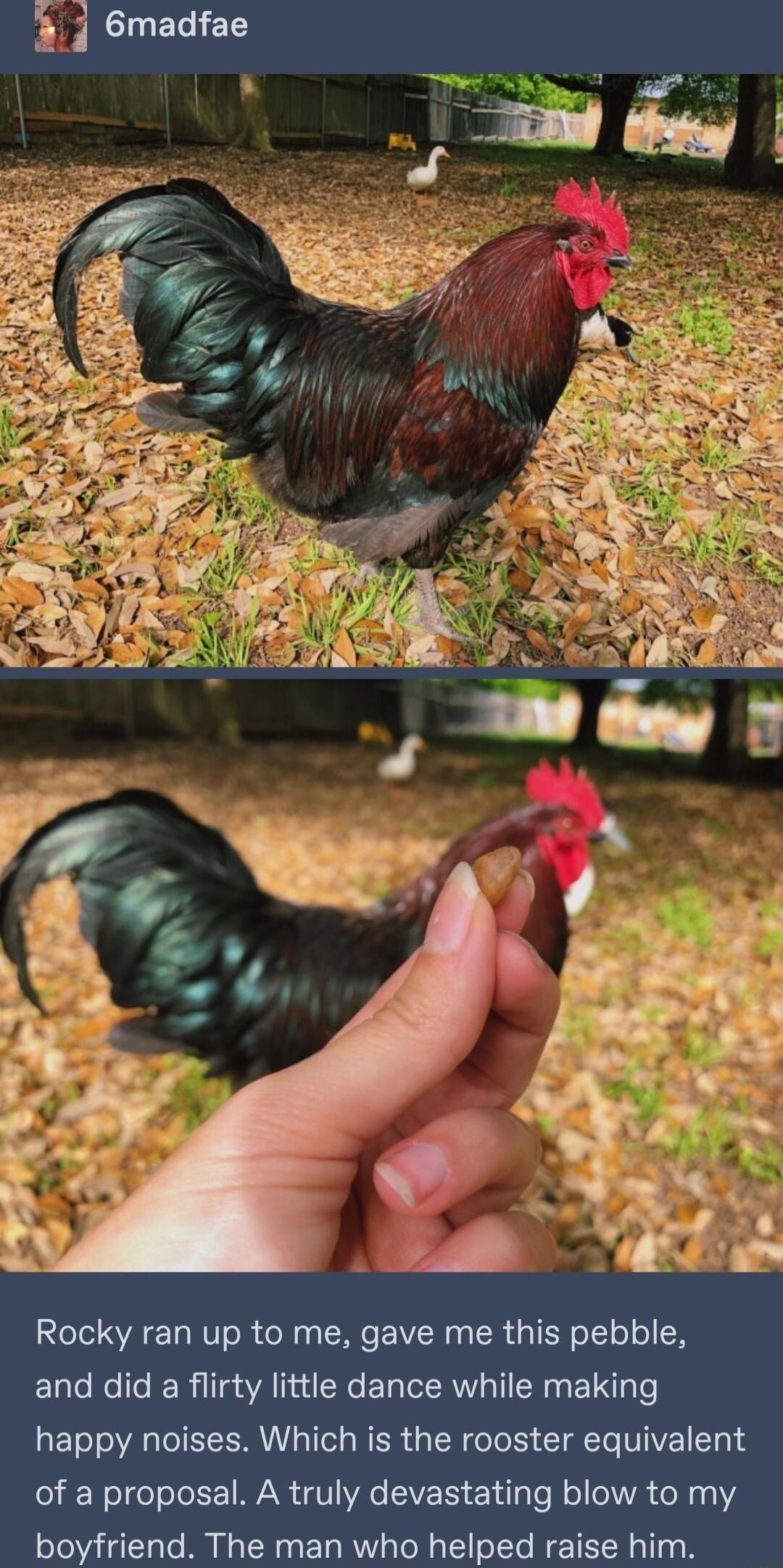 Rocky ran up to me gave me this pebble and did a flirty little dance while making happy noises Which is the rooster equivalent of a proposal A truly devastating blow to my boyfriend The man who helped raise him