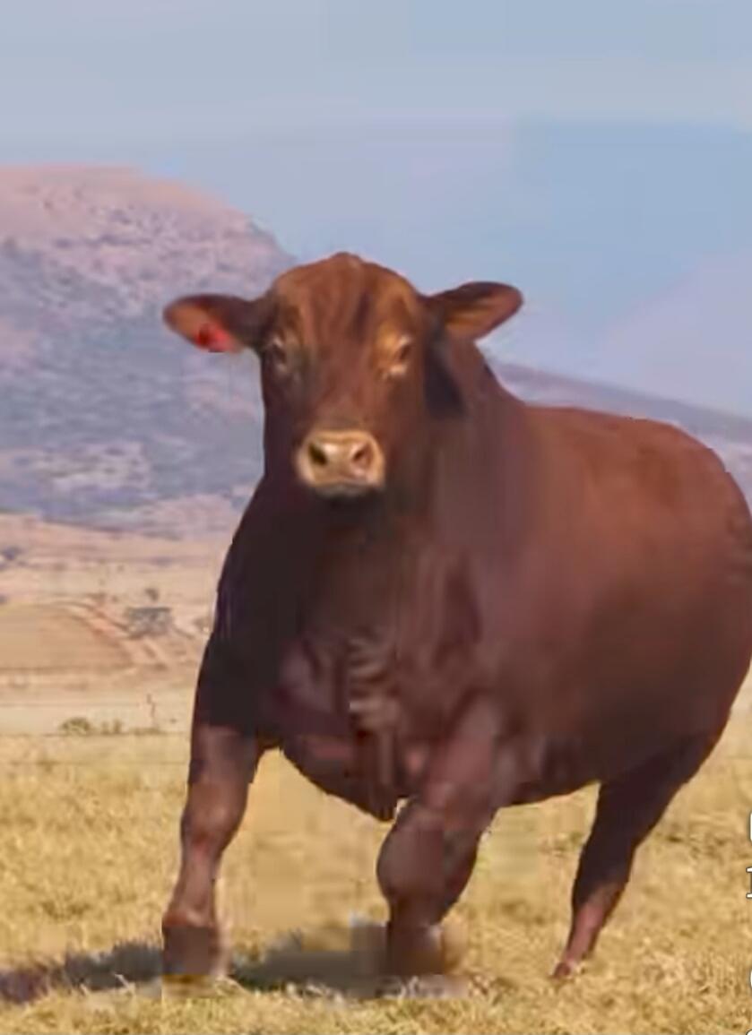 A brown bull running in a grassy field with mountains in the background.