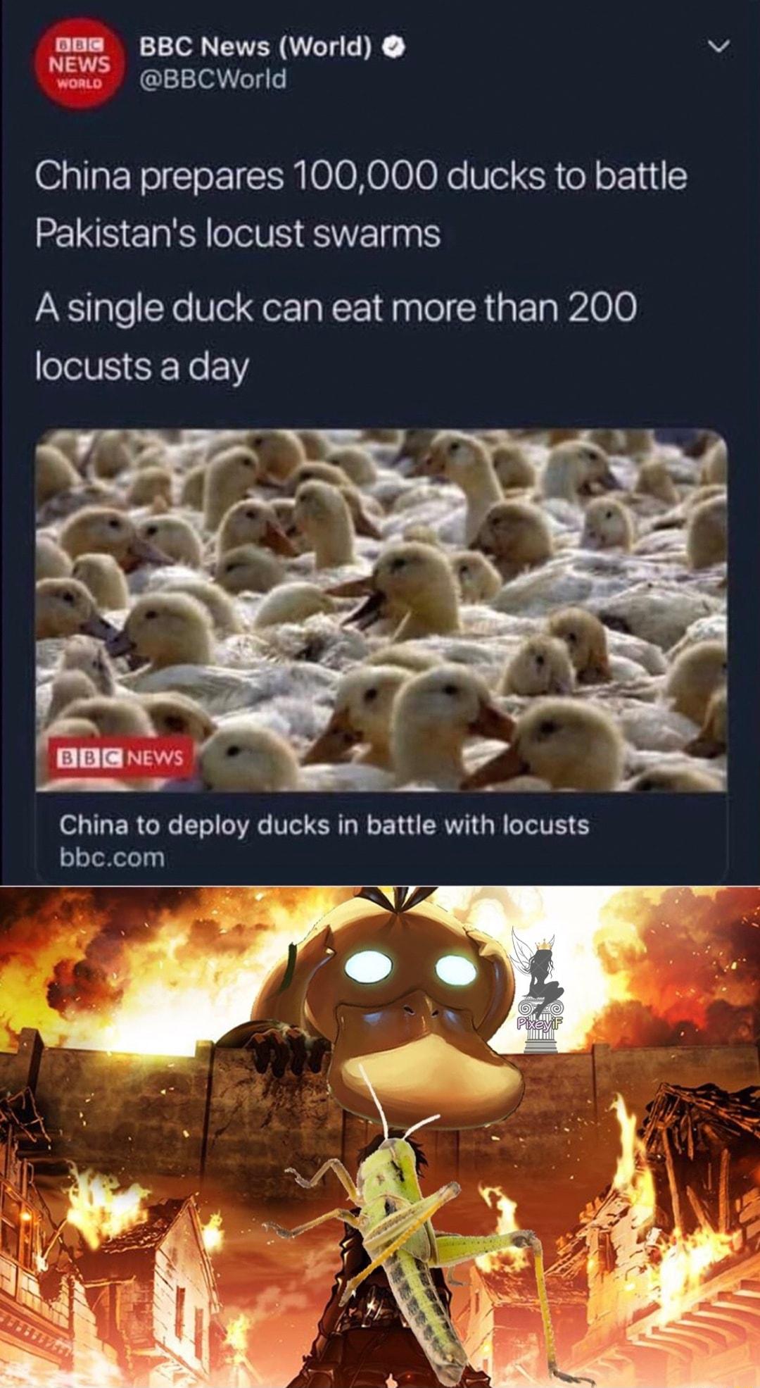 oom BBC N World v L ascvilgd ekl China prepares 100000 ducks to battle Pakistans locust swarms A single duck can eat more than 200 locusts a day P SR China to deploy ducks in battle with locusts bbccom