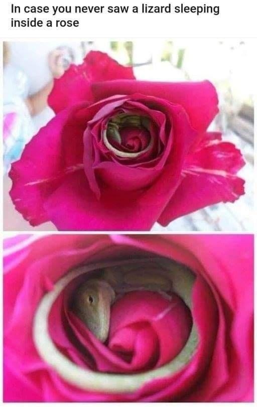 In case you never saw a lizard sleeping inside a rose