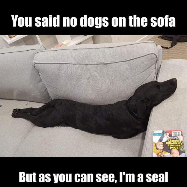 You said no dogs on the sofa But as you can see Im a seal