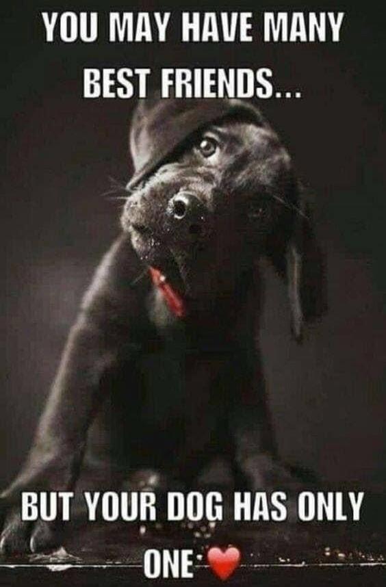 YOU MAY HAVE MANY BEST FRIENDS... BUT YOUR DOG HAS ONLY ONE ❤️