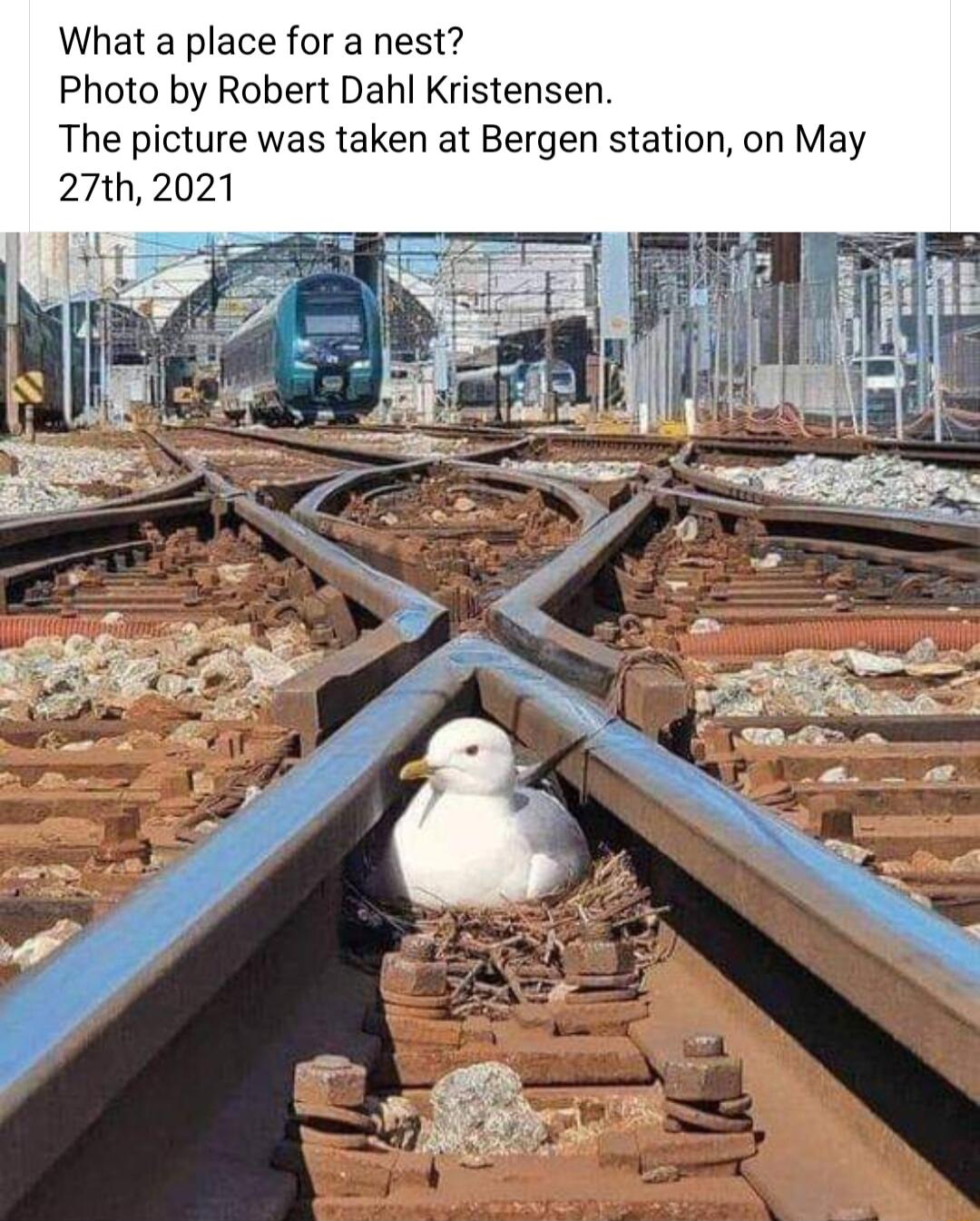 What a place for a nest Photo by Robert Dahl Kristensen The picture was taken at Bergen station on May 27th 2021