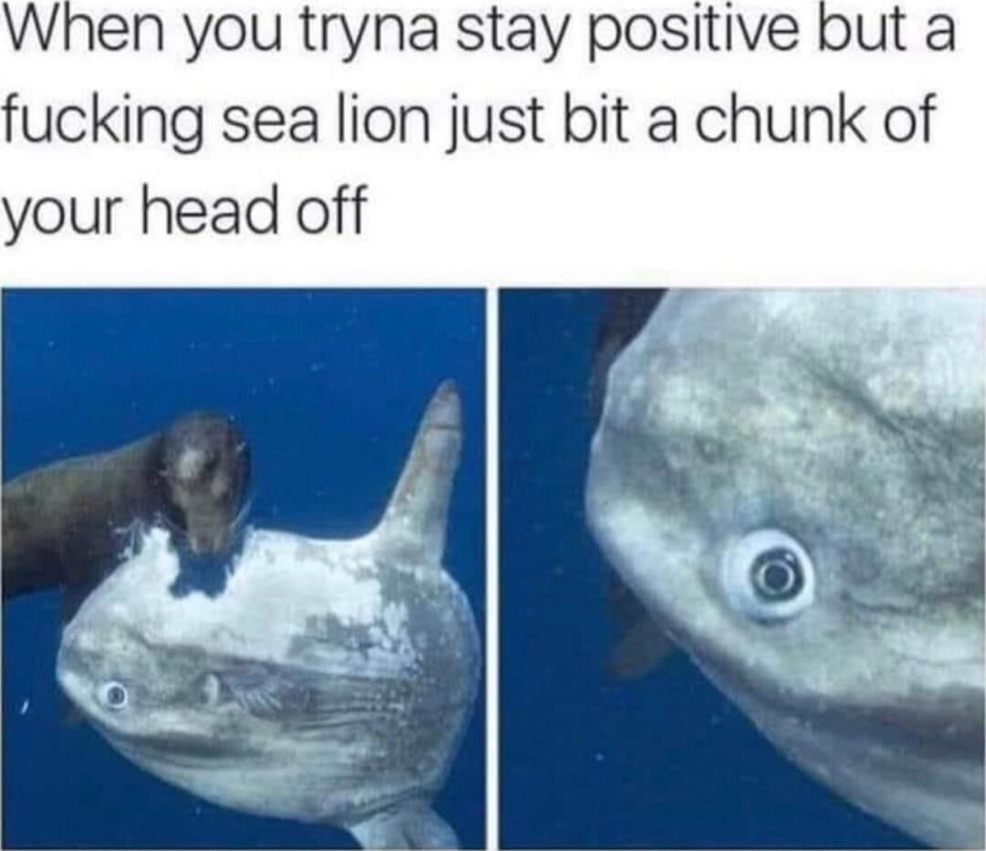 When you tryna stay positive but a cking sea lion just bit a chunk of your head off