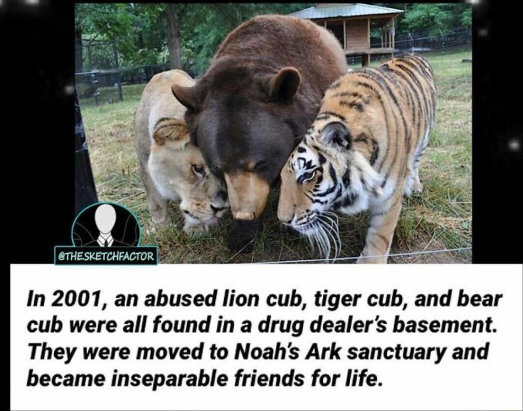 In 2001 an abused lion cub tiger cub and bear cub were all found in a drug dealers basement They were moved to Noahs Ark sanctuary and became inseparable friends for life