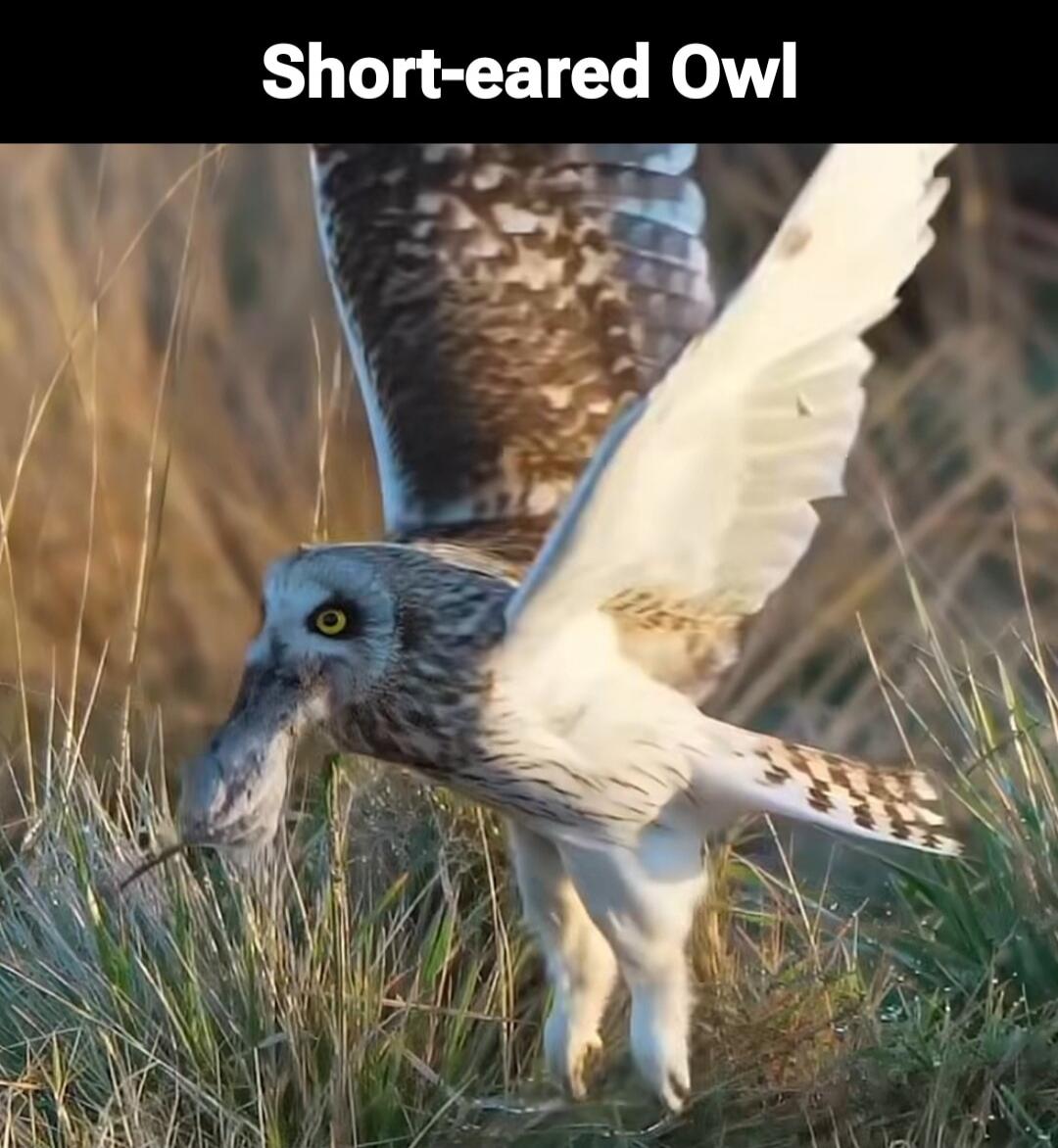 Short-eared Owl