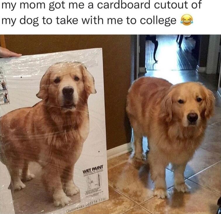 my mom got me a cardboard cutout o my dog to take with me to college