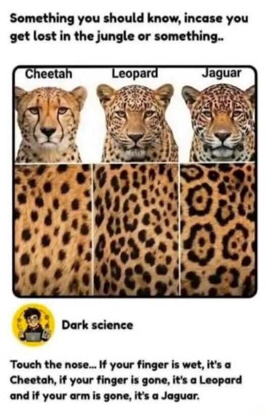 Something you should know, incase you get lost in the jungle or something.. Cheetah Leopard Jaguar Dark science Touch the nose... If your finger is wet, it's a Cheetah, if your finger is gone, it's a Leopard and if your arm is gone, it's a Jaguar.