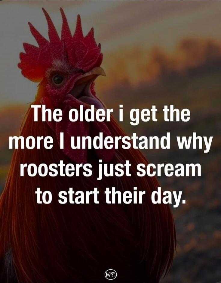 The older i get the more I understand why roosters just scream to start their day.