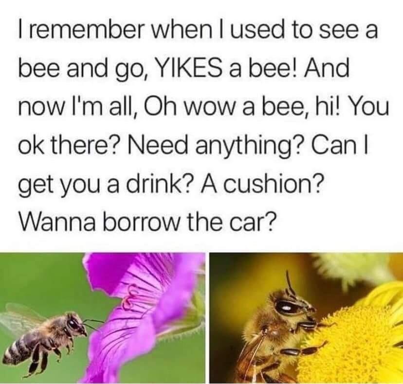 remember when used to see a bee and go YIKES a bee And now Im all Oh wow a bee hi You ok there Need anything Can get you a drink A cushion Wanna borrow the car