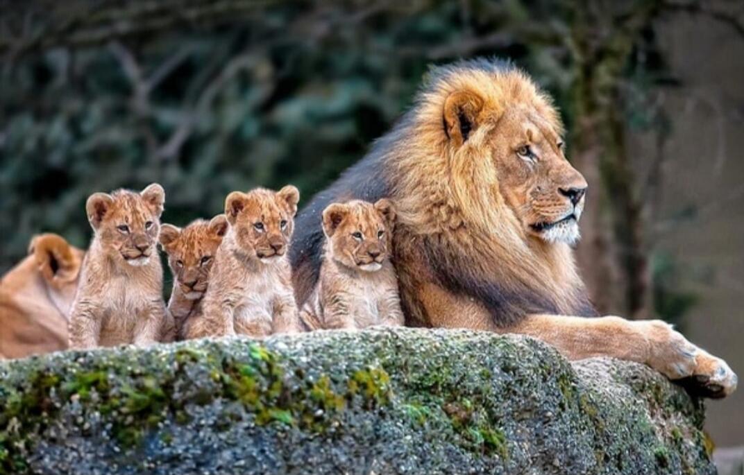 A adult male lion with several lion cubs resting on a mossy rock.