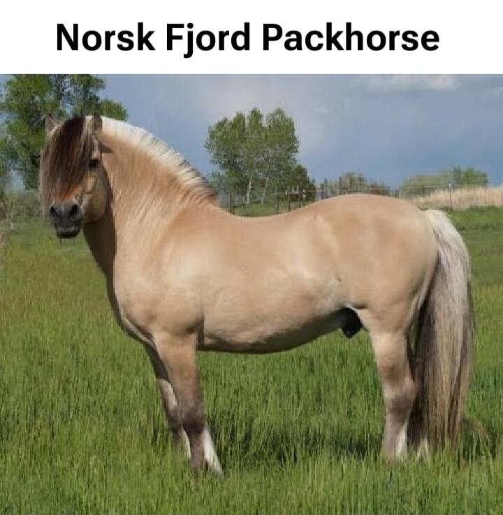 Norsk Fjord Packhorse