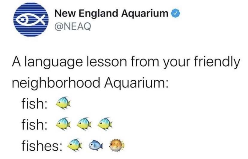 New England Aquarium NEAQ A language lesson from your friendly neighborhood Aquarium fish fish fishes