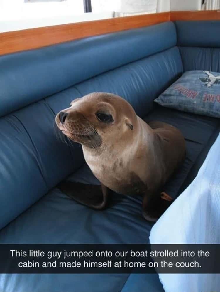 This little guy jumped onto our boat strolled into the cabin and made himself at home on the couch M 00