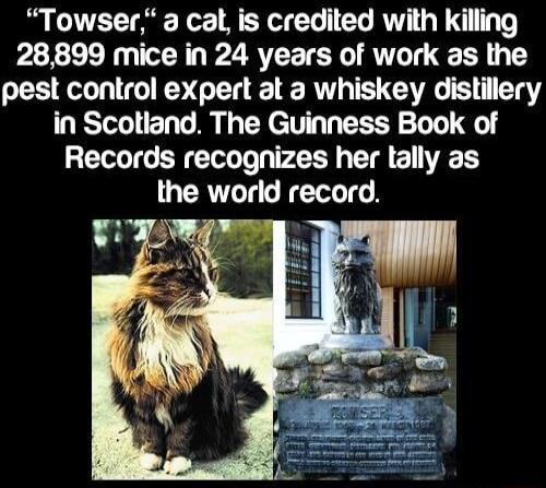 Towser a cal is credited with killing 28899 mice in 24 years of work as the pest control expert at a whiskey distillery in Scotland The Guinness Book of Records recognizes her lally as the world record L4
