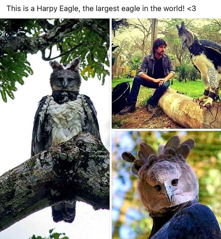 This is a Harpy Eagle the largest eagle in the world
