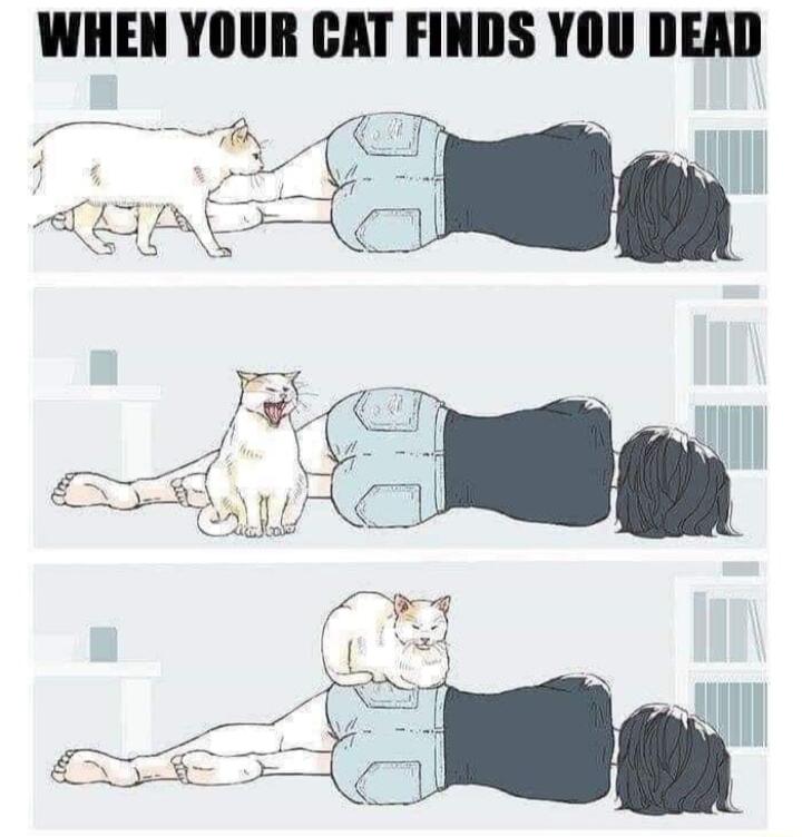 WHEN YOUR CAT FINDS YOU DEAD