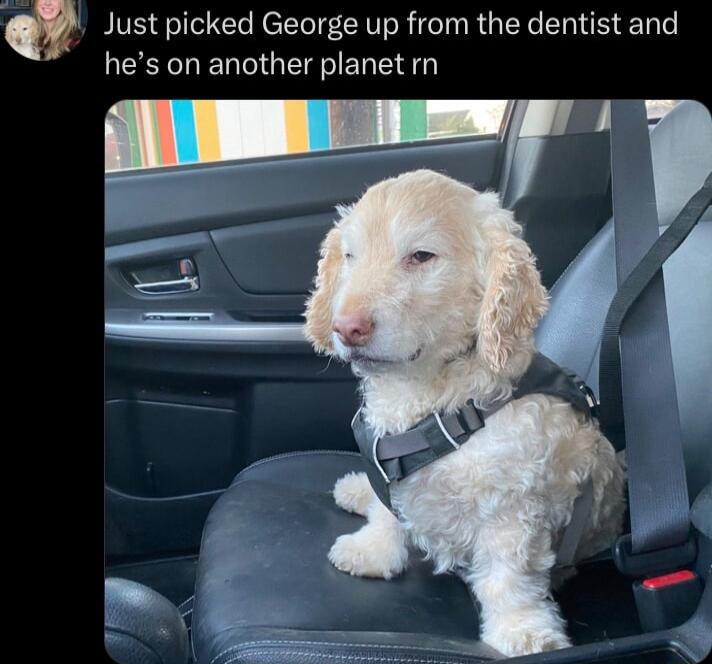 Just picked George up from the dentist and LEEL NG EEEL