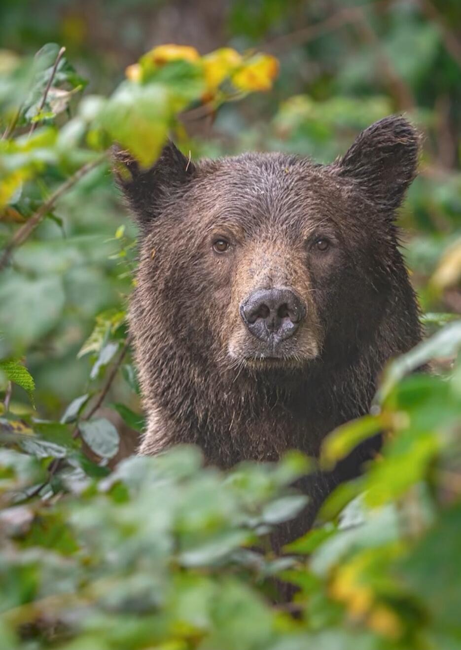 A brown bear peers through dense green foliage.
