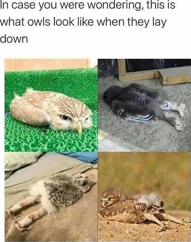 In case you were wonaering this Is what owls look like when they lay down