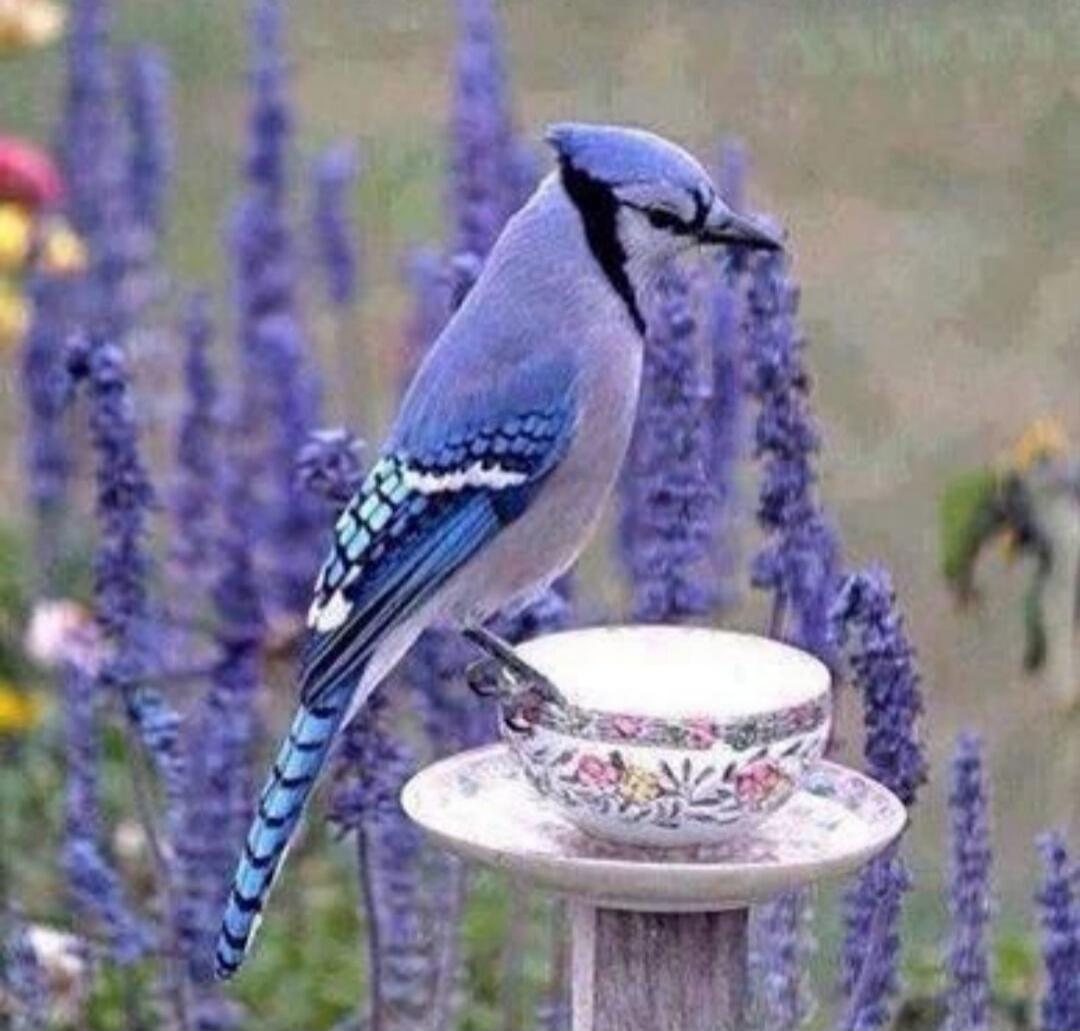 A blue jay perched on a teacup.