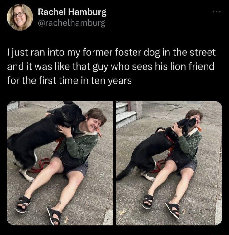 I just ran into my former foster dog in the street and it was like that guy who sees his lion friend for the first time in ten years