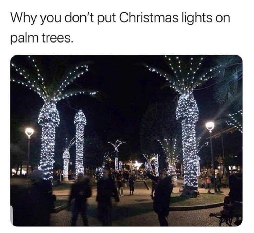 Why you dont put Christmas lights on palm trees