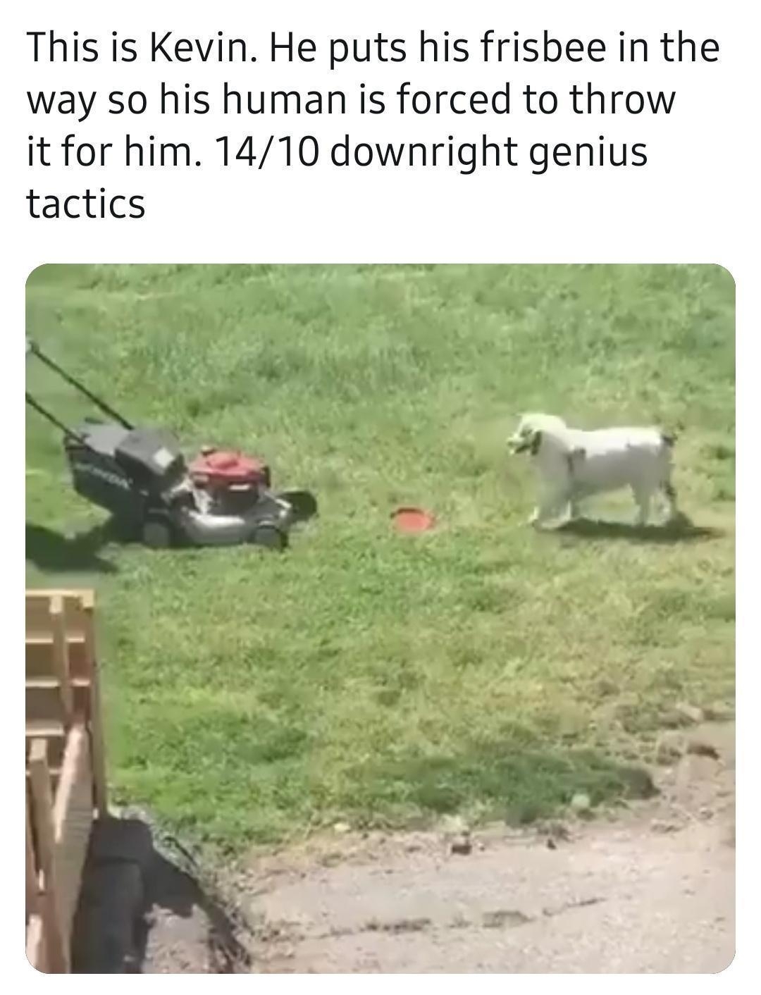 WeRateDogs dog_rates This is Kevin He puts his frisbee in the way so his human is forced to throw it for him 1410 downright genius tactics