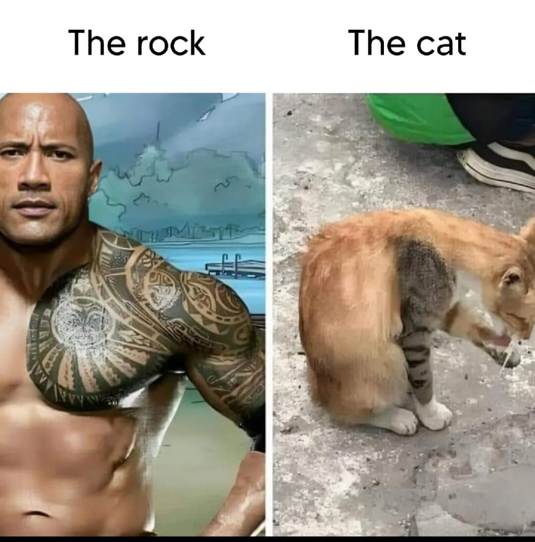The rock The cat