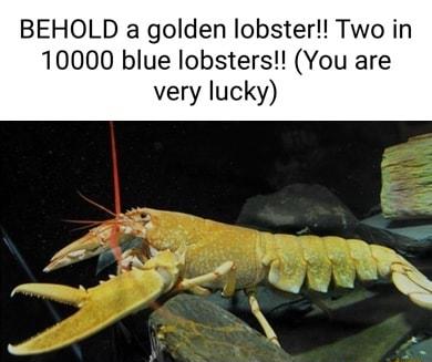 BEHOLD a golden lobster Two in 10000 blue lobsters You are very lucky