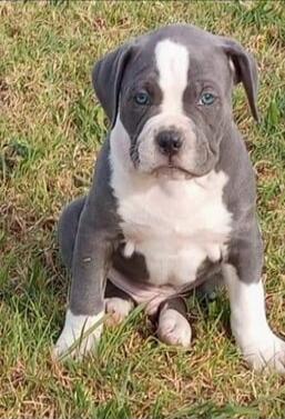 A gray and white puppy sitting on grass. The puppy has a white blaze on its face, white chest and paws, and blue-looking eyes.