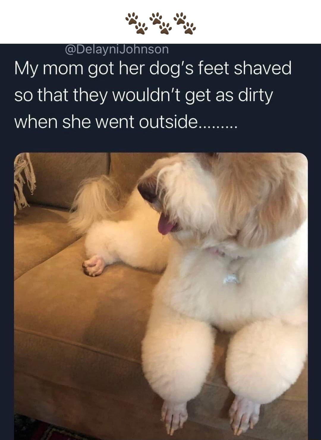 moe ayniJohnson My mom got her dogs feet shaved so that they wouldnt get as dirty when she went outside