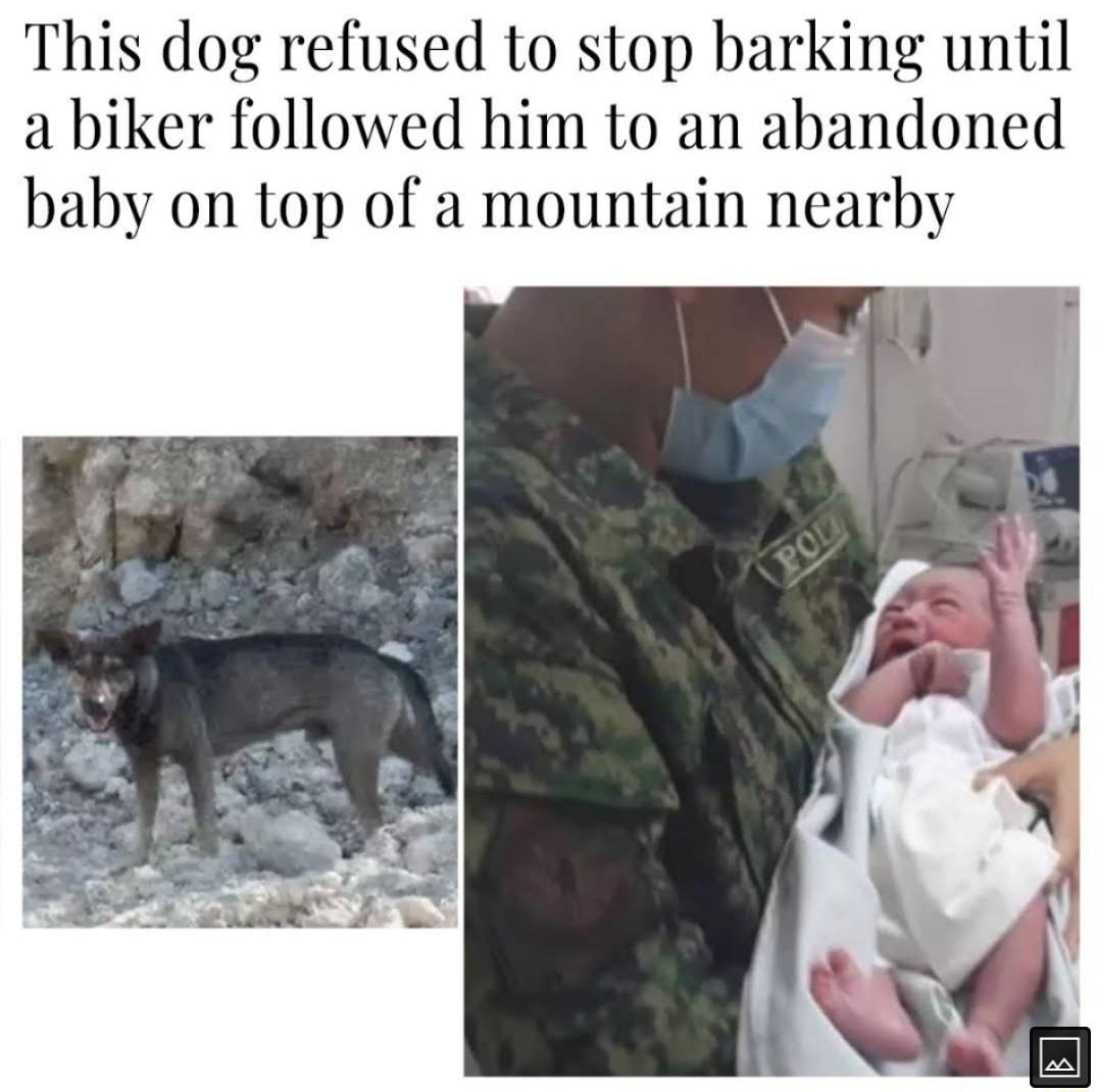 dog refused to stop barking until a biker followed him to an abandoned 7 on top of a mountain nearby